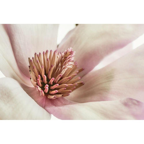 Pink Magnolia 3 Gold Ornate Wood Framed Art Print with Double Matting by Poinski, Dianne