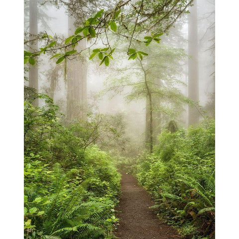 Summer Fog Black Modern Wood Framed Art Print by Poinski, Dianne