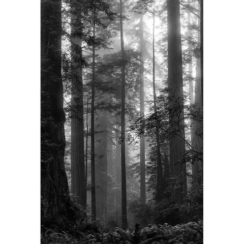 North Coast Redwoods BW Black Modern Wood Framed Art Print with Double Matting by Poinski, Dianne