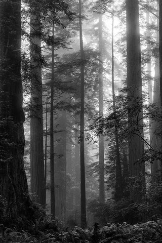 North Coast Redwoods BW White Modern Wood Framed Art Print with Double Matting by Poinski, Dianne