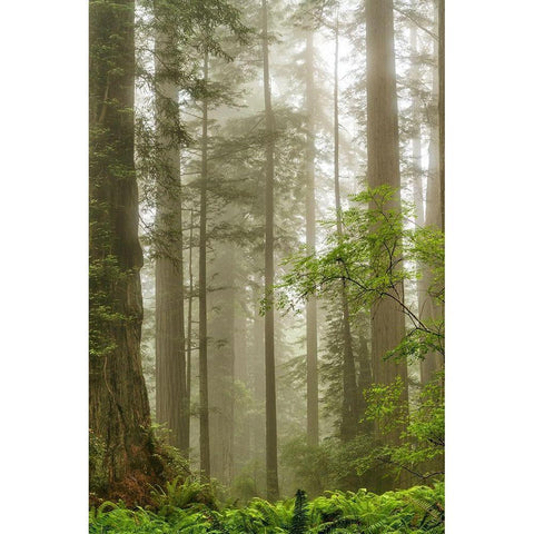 North Coast Redwoods White Modern Wood Framed Art Print by Poinski, Dianne