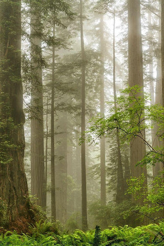North Coast Redwoods White Modern Wood Framed Art Print with Double Matting by Poinski, Dianne