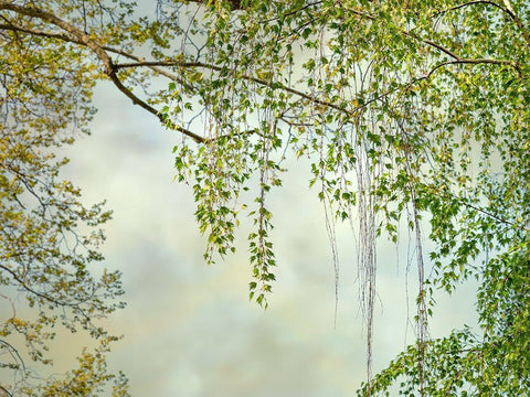 Summer Afternoon White Modern Wood Framed Art Print with Double Matting by Poinski, Dianne