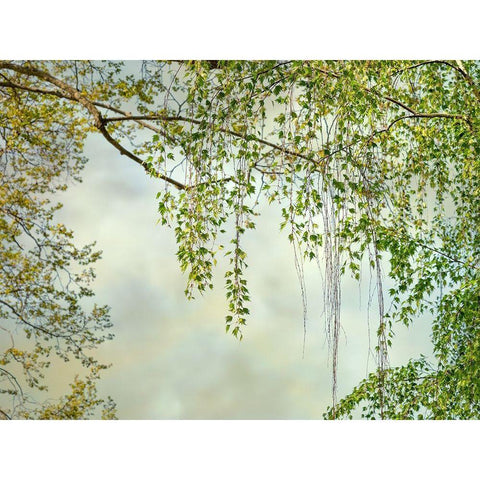 Summer Afternoon Black Modern Wood Framed Art Print by Poinski, Dianne