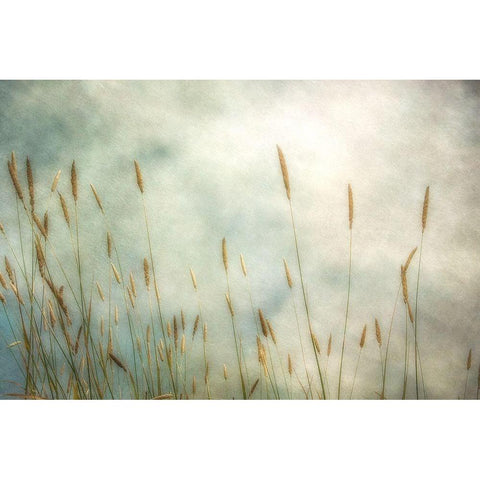 Dune Grass 2 Black Modern Wood Framed Art Print with Double Matting by Poinski, Dianne