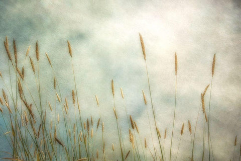 Dune Grass 2 Black Ornate Wood Framed Art Print with Double Matting by Poinski, Dianne