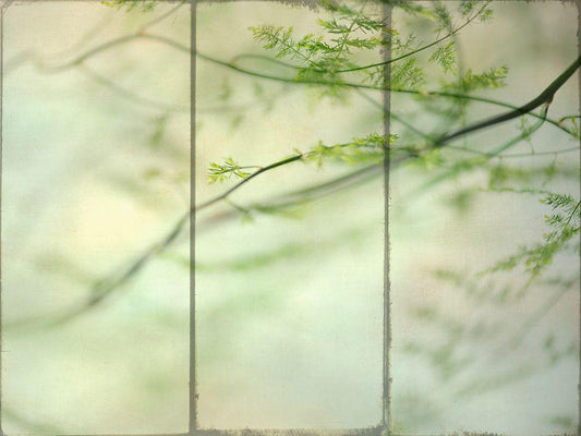 Image Only
