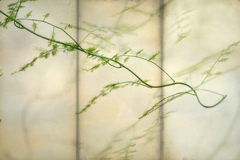 Delicate Light 2 White Modern Wood Framed Art Print with Double Matting by Poinski, Dianne