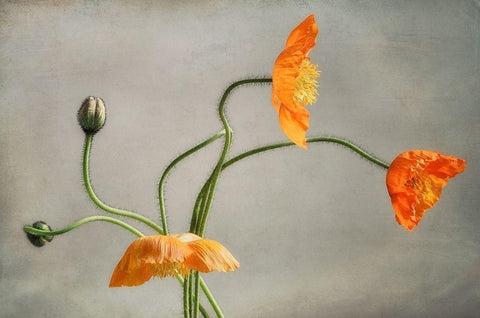 Poppies Dance Black Ornate Wood Framed Art Print with Double Matting by Poinski, Dianne