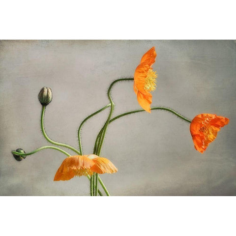 Poppies Dance Gold Ornate Wood Framed Art Print with Double Matting by Poinski, Dianne