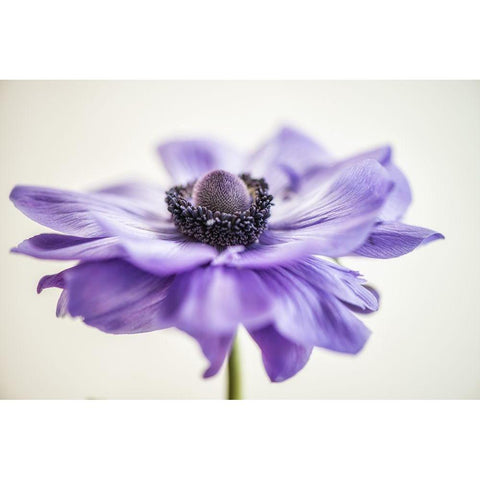 Purple Anemone 3 White Modern Wood Framed Art Print by Poinski, Dianne