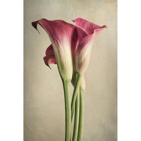 Calla Lily Pink White Modern Wood Framed Art Print by Poinski, Dianne