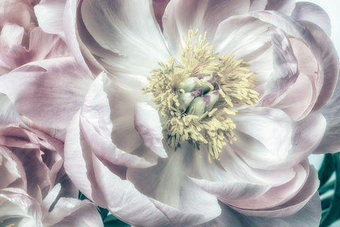 Dusty Bloom 2 Black Ornate Wood Framed Art Print with Double Matting by Poinski, Dianne