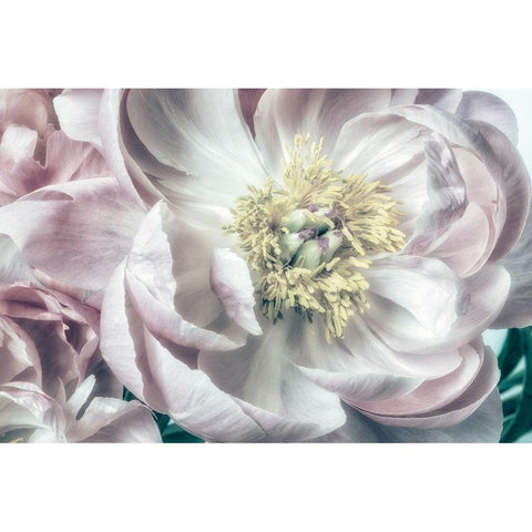 Dusty Bloom 2 Black Modern Wood Framed Art Print with Double Matting by Poinski, Dianne