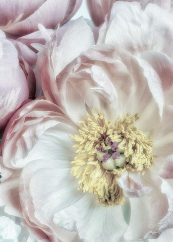 Dusty Bloom 3 Black Ornate Wood Framed Art Print with Double Matting by Poinski, Dianne