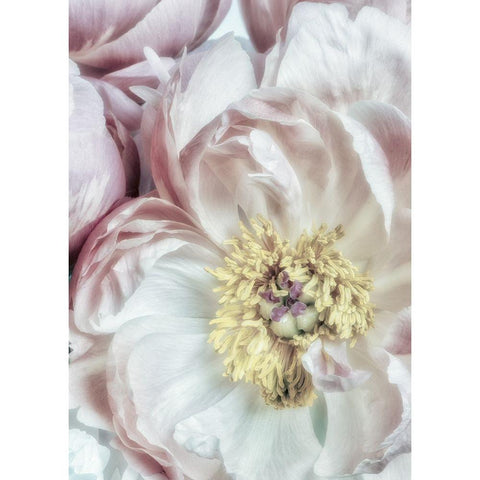 Dusty Bloom 3 Black Modern Wood Framed Art Print by Poinski, Dianne