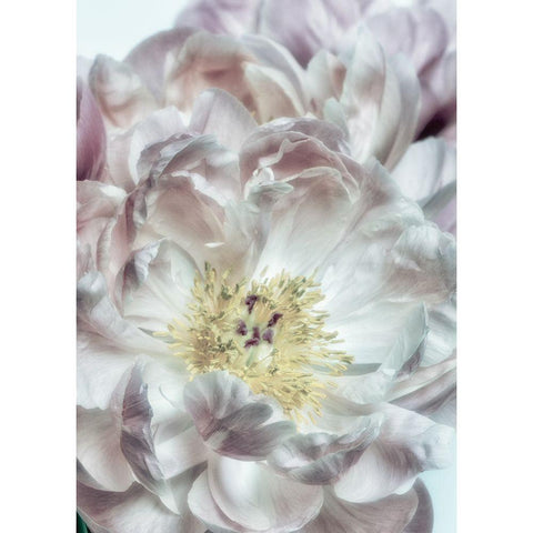 Dusty Bloom 4 White Modern Wood Framed Art Print by Poinski, Dianne
