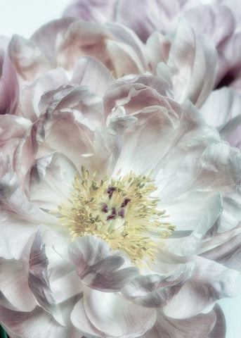 Dusty Bloom 4 White Modern Wood Framed Art Print with Double Matting by Poinski, Dianne