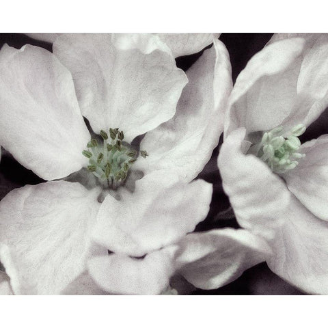 Soft Blossoms I White Modern Wood Framed Art Print by Poinski, Dianne