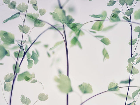 Fallen 2 Black Ornate Wood Framed Art Print with Double Matting by Poinski, Dianne