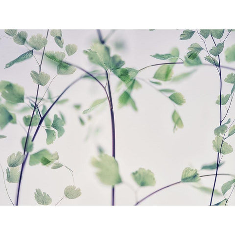 Fallen 2 White Modern Wood Framed Art Print by Poinski, Dianne