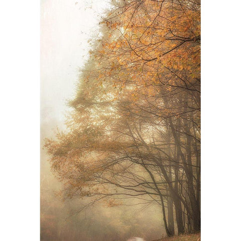 Woods Edge 2 Black Modern Wood Framed Art Print by Poinski, Dianne