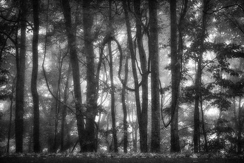 Into the Woods 2 BW White Modern Wood Framed Art Print with Double Matting by Poinski, Dianne