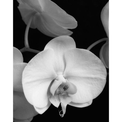 White Orchid 1 Black Modern Wood Framed Art Print with Double Matting by Poinski, Dianne