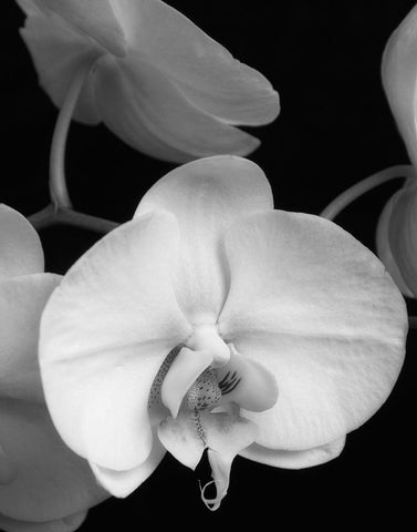 White Orchid 1 Black Ornate Wood Framed Art Print with Double Matting by Poinski, Dianne