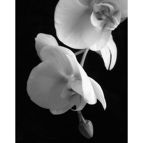 White Orchid 2 White Modern Wood Framed Art Print by Poinski, Dianne