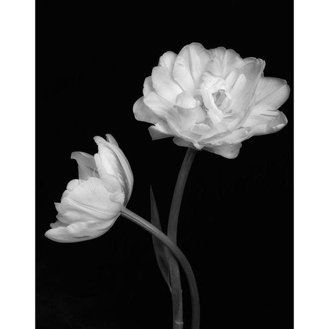 Black and White Roses 4 White Modern Wood Framed Art Print by Poinski, Dianne