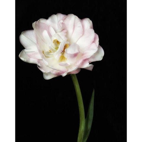 Perfect Petals 2 White Modern Wood Framed Art Print by Poinski, Dianne