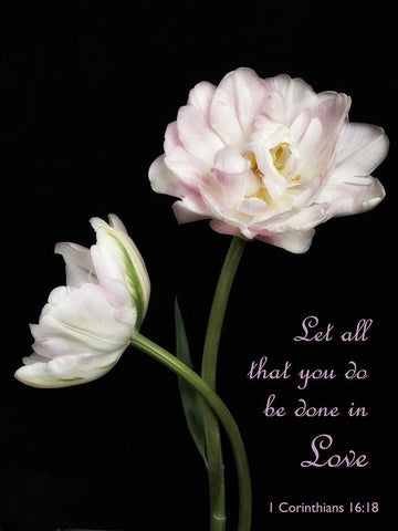 Perfect Petals 4 White Modern Wood Framed Art Print with Double Matting by Poinski, Dianne