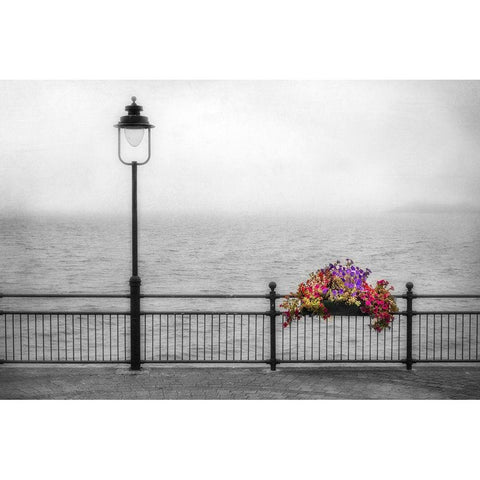 Bouquet in the Mist Black Modern Wood Framed Art Print with Double Matting by Poinski, Dianne