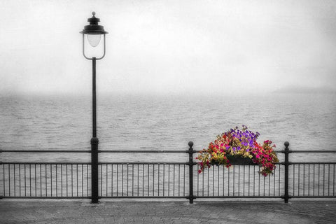 Bouquet in the Mist White Modern Wood Framed Art Print with Double Matting by Poinski, Dianne
