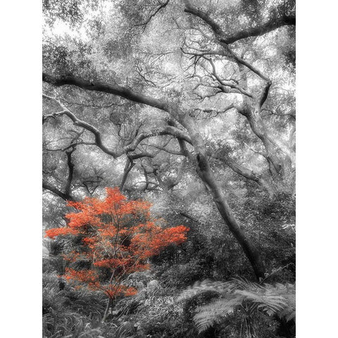 Splash in the Forest White Modern Wood Framed Art Print by Poinski, Dianne