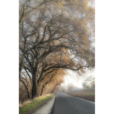 The Road Less Traveled 1 Black Modern Wood Framed Art Print with Double Matting by Poinski, Dianne