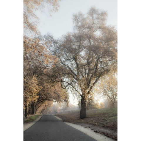 The Road Less Traveled 2 Black Modern Wood Framed Art Print by Poinski, Dianne