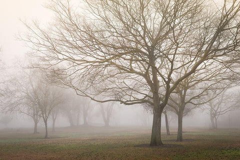 Trees in Fog 1 White Modern Wood Framed Art Print with Double Matting by Poinski, Dianne