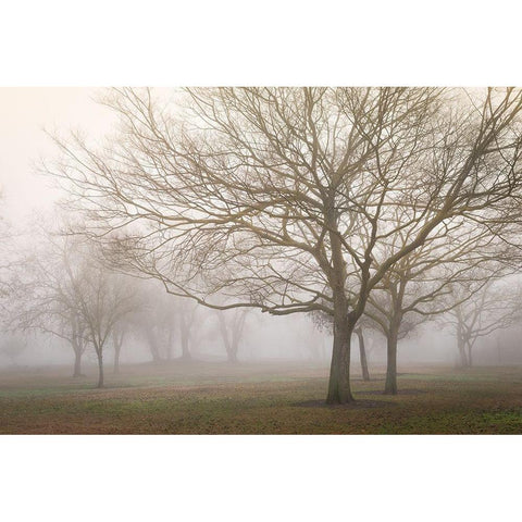 Trees in Fog 1 Black Modern Wood Framed Art Print with Double Matting by Poinski, Dianne