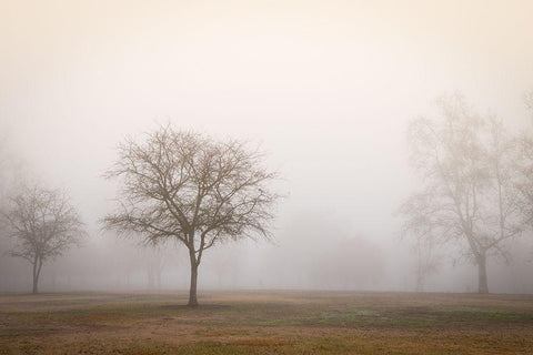 Trees in Fog 2 White Modern Wood Framed Art Print with Double Matting by Poinski, Dianne
