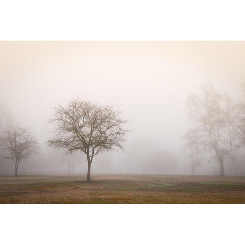 Trees in Fog 2 Black Modern Wood Framed Art Print by Poinski, Dianne