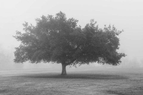 Trees in Fog BW White Modern Wood Framed Art Print with Double Matting by Poinski, Dianne