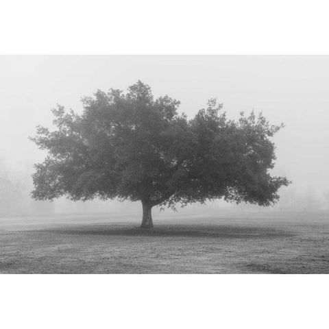 Trees in Fog BW White Modern Wood Framed Art Print by Poinski, Dianne