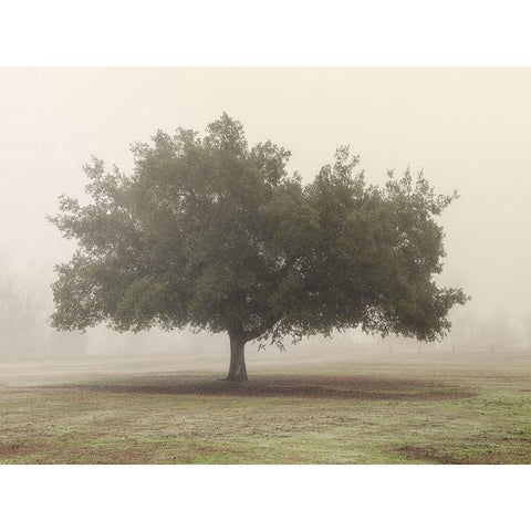 Trees in Fog 5 Gold Ornate Wood Framed Art Print with Double Matting by Poinski, Dianne
