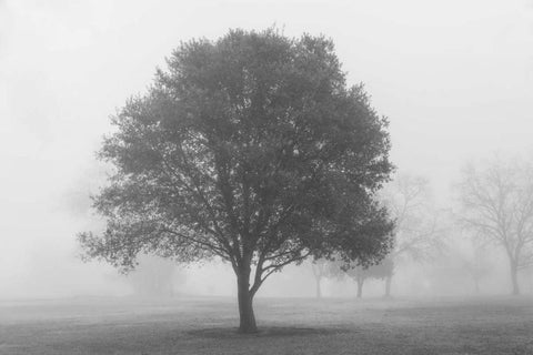 Trees in Fog BW White Modern Wood Framed Art Print with Double Matting by Poinski, Dianne