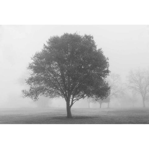 Trees in Fog BW Gold Ornate Wood Framed Art Print with Double Matting by Poinski, Dianne