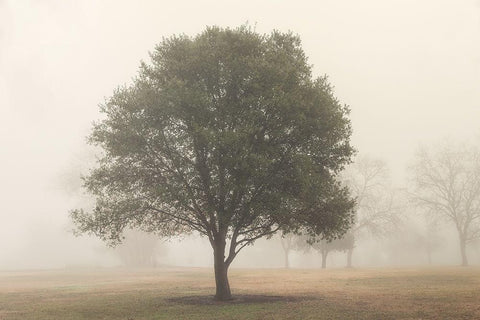 Trees in Fog 6 White Modern Wood Framed Art Print with Double Matting by Poinski, Dianne