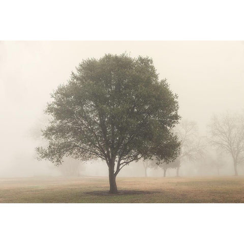 Trees in Fog 6 White Modern Wood Framed Art Print by Poinski, Dianne