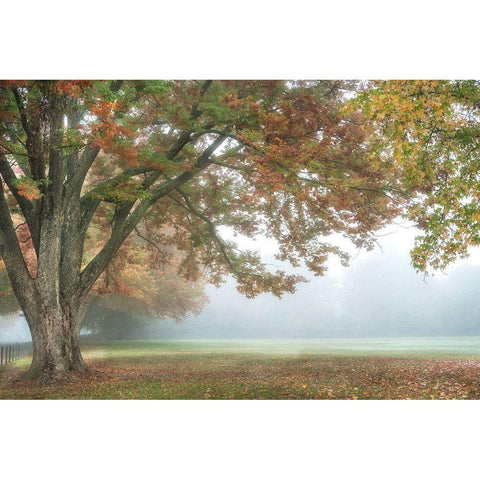 The Meadow 1 White Modern Wood Framed Art Print by Poinski, Dianne